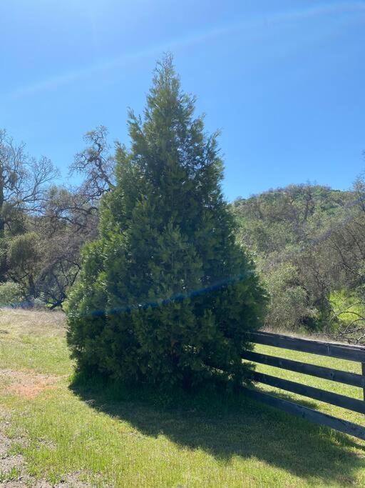 Waxberry Getaway Sequoia/Kings Canyon National Pks Yokuts Valley  Εξωτερικό φωτογραφία