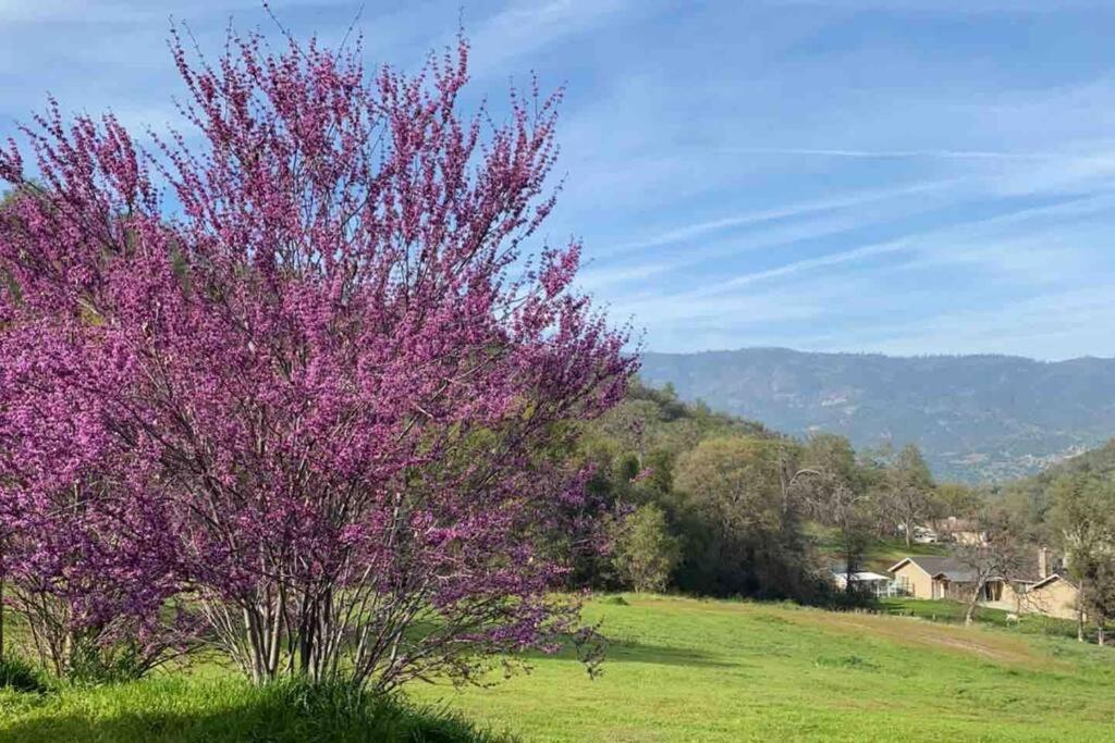 Waxberry Getaway Sequoia/Kings Canyon National Pks Yokuts Valley  Εξωτερικό φωτογραφία